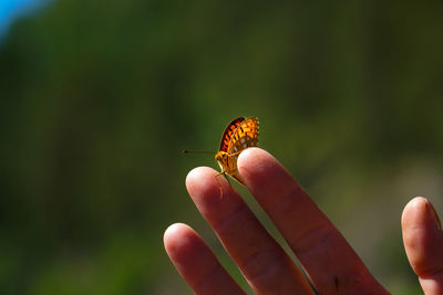 Close-up of hand holding butterfly