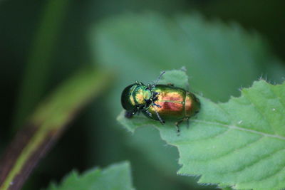 Close-up of beetles on leaf
