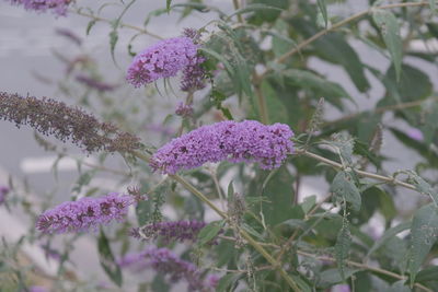 Close-up of purple flowering plants on field