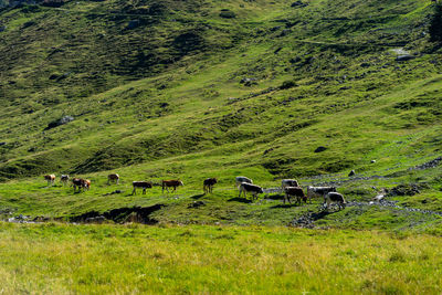 Flock of sheep grazing in grassy field