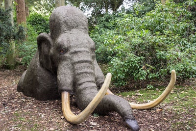 Elephant amidst trees on field in forest