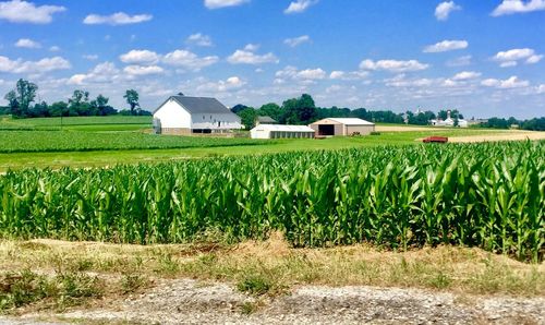 Scenic view of agricultural landscape against sky