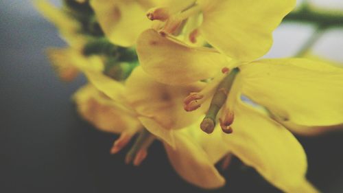 Close-up of yellow day