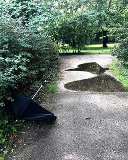 Trees and plants in park