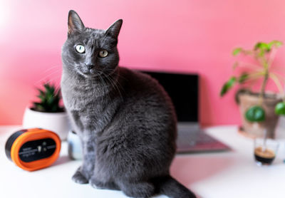 Close-up of cat sitting on table