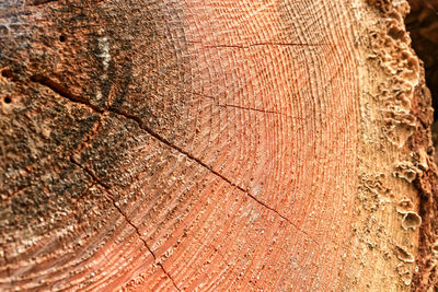 Full frame shot of tree trunk in forest