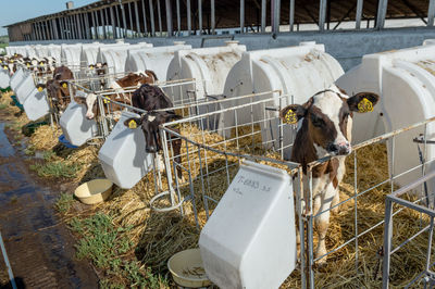 Calf hutches at dairy farm