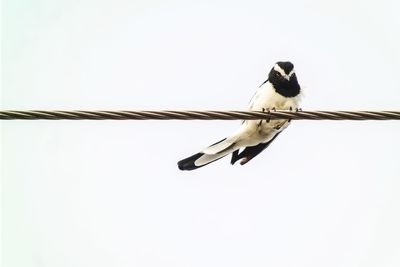 Low angle view of bird perching on cable against sky
