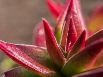Close-up of pink flower