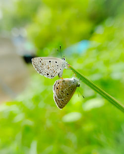 Close-up of butterfly on leaf