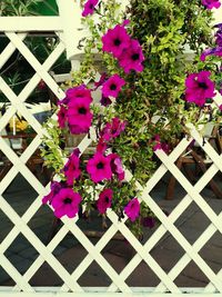 High angle view of pink flowering plants