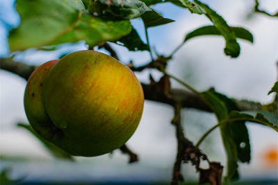 Close-up of apple on tree