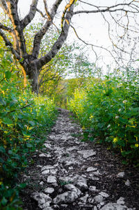 Footpath amidst trees