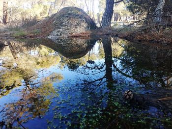 Reflection of tree in lake