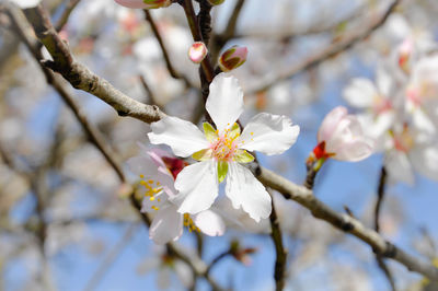 Close-up of white almond blossoms in spring