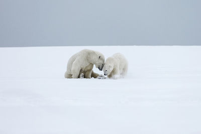 View of sheep in snow