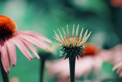 Close-up of coneflowers blooming outdoors