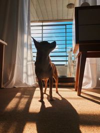 Dog standing at home