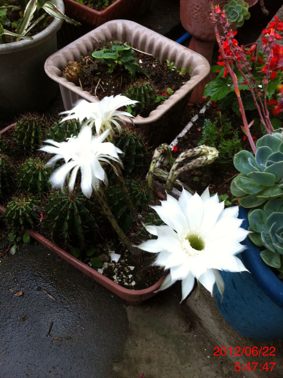 flower, petal, fragility, high angle view, freshness, white color, flower head, growth, plant, blooming, beauty in nature, nature, in bloom, leaf, blossom, pollen, potted plant, daisy, close-up, outdoors