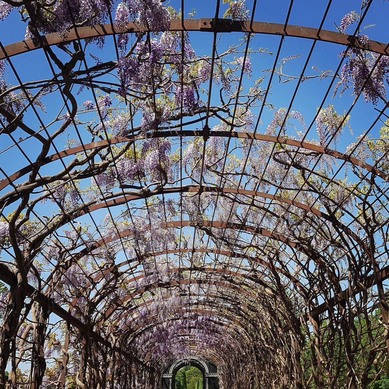 LOW ANGLE VIEW OF PLANTS AGAINST SKY