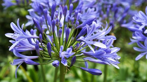 Close-up of purple flowering plant