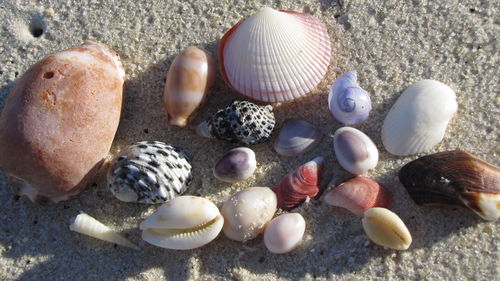 Close-up of seashells on beach