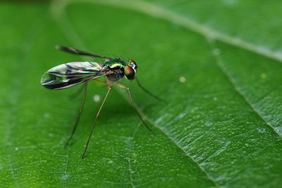 Close-up of fly on leaf