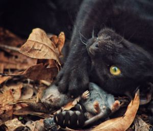 Close-up of cat lying on leaves