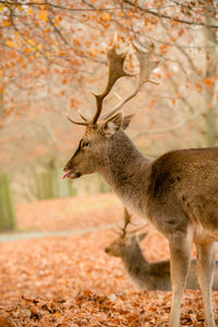 Deer in dunham park during autumn