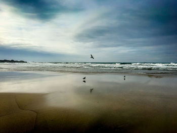 Birds flying over beach against sky