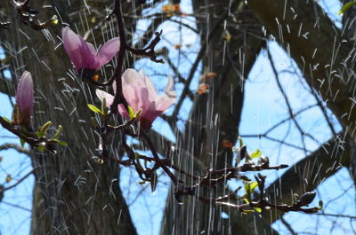 Close-up of flowers growing on tree