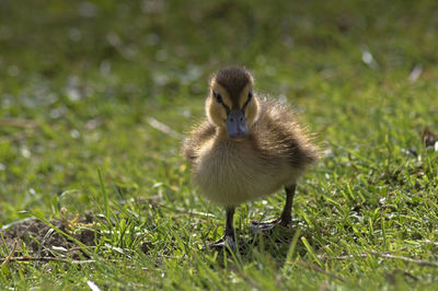 View of a bird on field