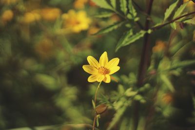 Close-up of yellow flower blooming outdoors