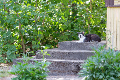Cat at the countryside house, summer time