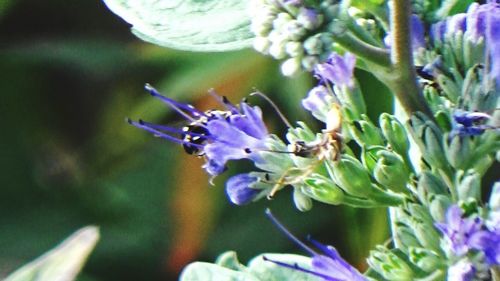 Close-up of purple flowers blooming outdoors