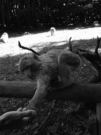 Close-up of sheep