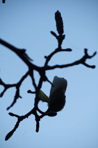 Low angle view of flowering plant against clear sky