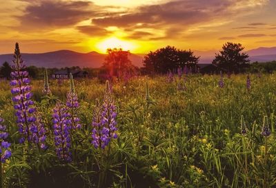 Scenic view of field against sky during sunset