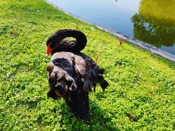 Black swan on a lake