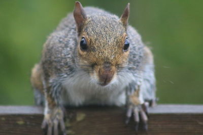 Close-up portrait of squirrel