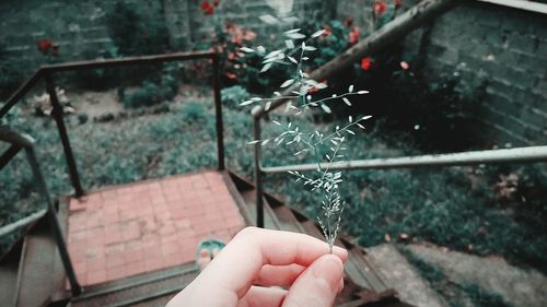 Close-up of hand holding plant