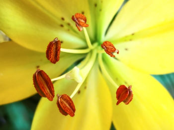 Close-up of yellow lily in bloom
