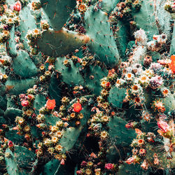 Full frame shot of flowering plants