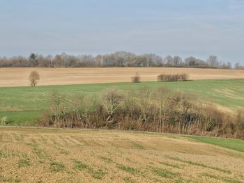 Scenic view of field against sky