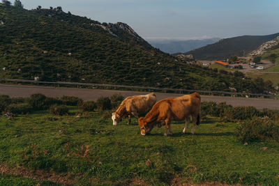 Sheep grazing in a field