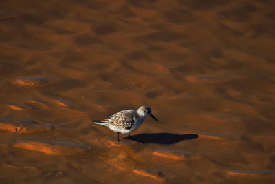 High angle view of seagull on sand