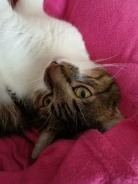 Close-up of cat resting on bed