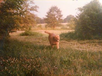 Dog on grass