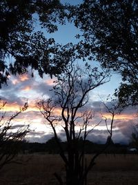 Silhouette bare trees against sky during sunset