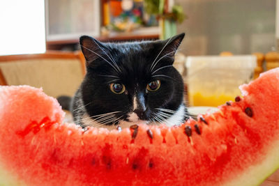 Black and white cat sitting in front of large slice of watermelon in room and looking at it .